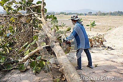 A lumberjack man uses a chainsaw to cut down a teak tree. Editorial Stock Photo