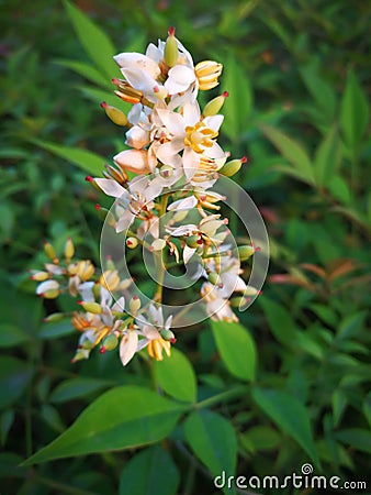 Nandina domestica Stock Photo