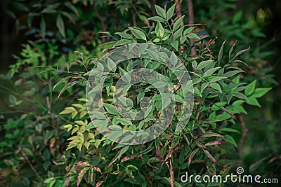 Nandina domestica of flowering plant in the family Berberidaceae Stock Photo