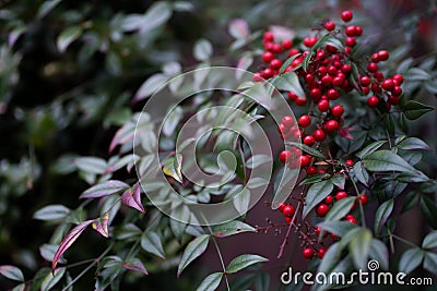 Nandina fruit from Japan. Colorful winter red berries in the garden Stock Photo