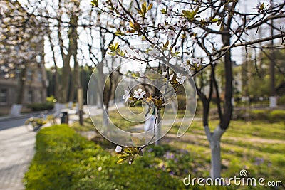 Nanjing Forestry University campus Stock Photo