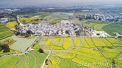 Nanjing yaxi international slow city canola pastoral scenery agricultural Stock Photo