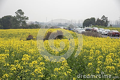 Nanjing yaxi international slow city canola pastoral scenery agricultural Editorial Stock Photo