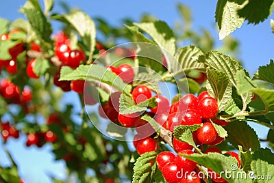 Nanking Cherry Stock Photo