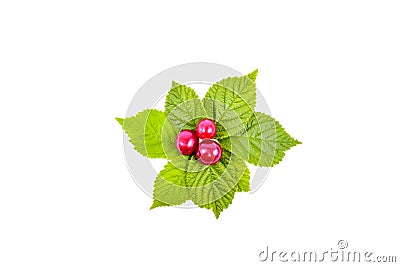 Nanking cherry fruits with the leaves. Isolated on a white. Stock Photo