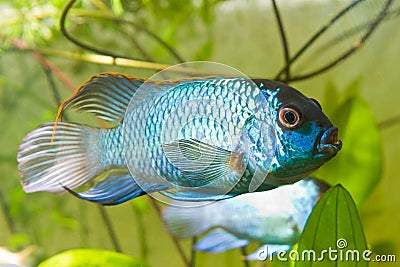 Nannacara anomala neon blue, dominant male cichlid side view, aquarium photo Stock Photo