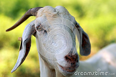 Nannie Goat Stock Photo