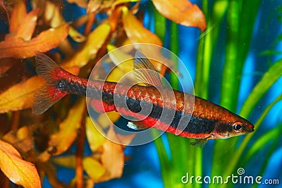 Nannostomus fish Stock Photo