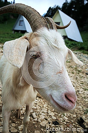 Nanny goat Stock Photo