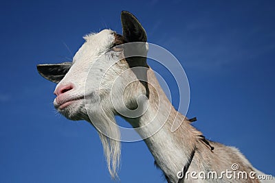 Nanny Goat Stock Photo