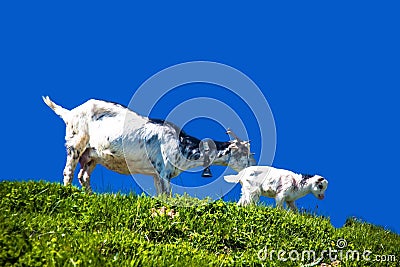 Nanny goat and goatling Stock Photo