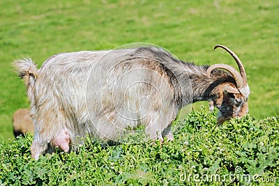 A Nanny Goat Stock Photo