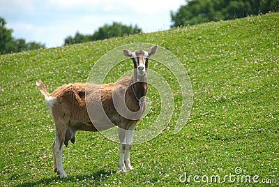 Nanny Goat on the Hillside Stock Photo