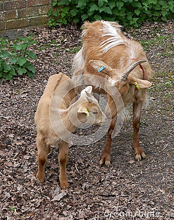 Nanny Goat and Kid Stock Photo