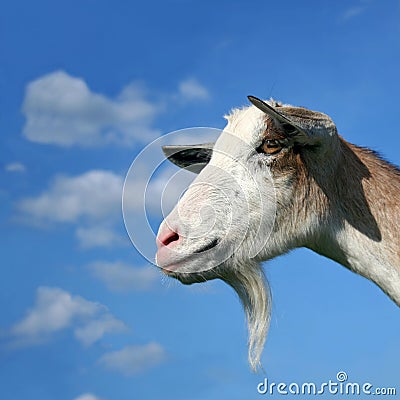 Nanny Goat On The Sky Background Stock Photo