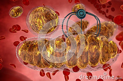 Nanorobot and mitochondrion. Medical concept anatomical future. Human anatomy, inside organism view Stock Photo