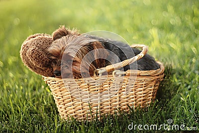 Nap in a basket Stock Photo