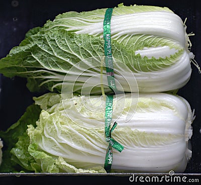 Napa Cabbage Stock Photo