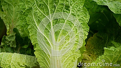 Napa cabbage field leaf vegetable fresh green Brassica rapa pekinensis Chinese Beijing China cole crops white East Asian Stock Photo