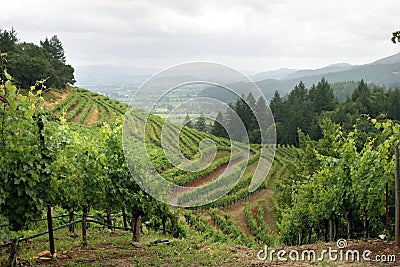 Napa Valley vineyard Stock Photo