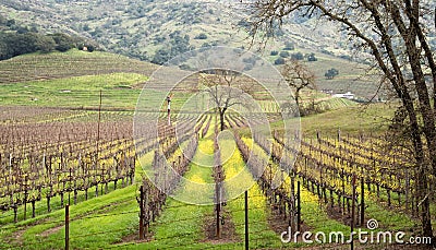 Napa Valley vineyard Stock Photo