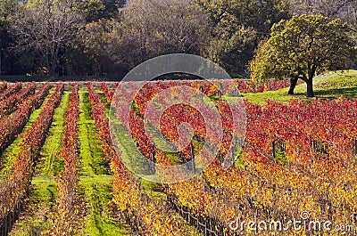 Napa Valley Vineyards in Autumn Colors Stock Photo