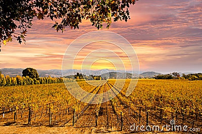 Napa Valley Vineyards Autumn Sunset Stock Photo