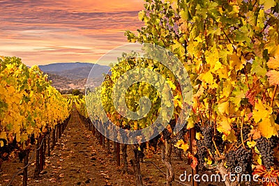 Napa Valley Vineyards Sunrise Stock Photo