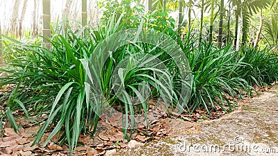 Napier grass, elephant grass, pennisetum purpureum Stock Photo