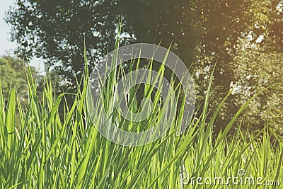 Napier Grass Field with Nature Background Stock Photo