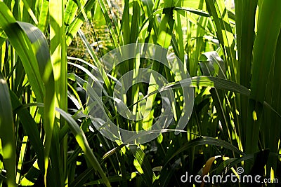 Napier grass in the morning light. Stock Photo