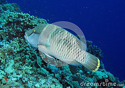 Napolean wrasse (Cheilinus undulatus) at Habili Ali Stock Photo