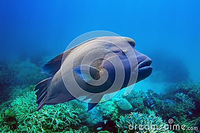 Napoleon Fish Stock Images - Image: 36358384