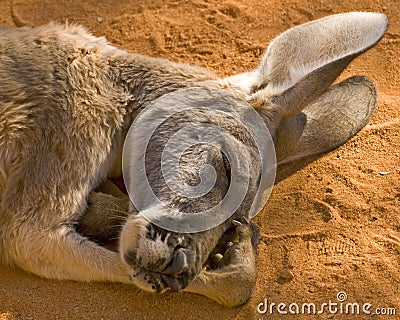 Napping Kangaroo Stock Photo