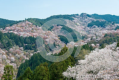 Cherry blossoms at Nakasenbon area in Mount Yoshino, Nara, Japan. Mt Yoshino is part of UNESCO World Stock Photo