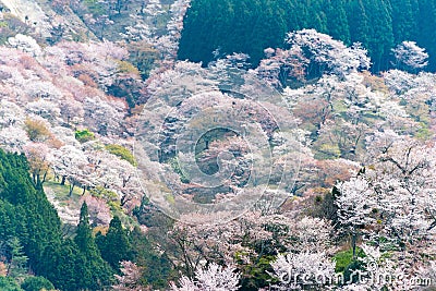 Cherry blossoms at Nakasenbon area in Mount Yoshino, Nara, Japan. Mt Yoshino is part of UNESCO World Stock Photo
