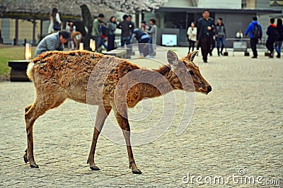 Deer roaming around the park in Nara, Japan Stock Photo