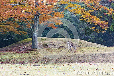 Nara Park and deer in autumn colors Stock Photo