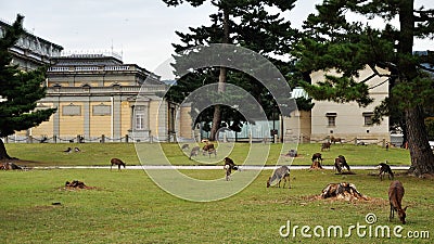 Nara park and deer Stock Photo