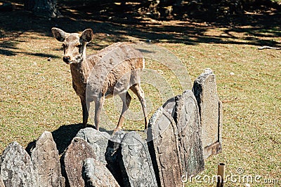 Nara park, deer on grass in Nara, Japan Stock Photo