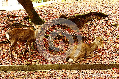 Two wild deer in Nara Stock Photo