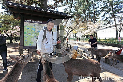 Nara Park,Japan Editorial Stock Photo