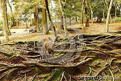 An extroversive deer in Nara Stock Photo