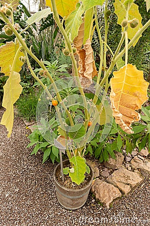 Naranjilla or Solanum Quitoense plant in Saint Gallen in Switzerland Stock Photo