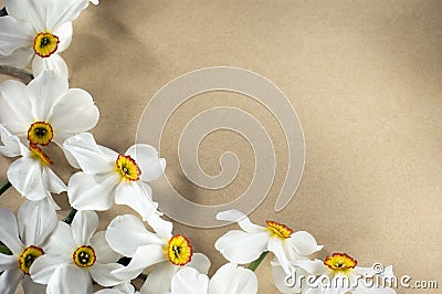 Narcis frame Stock Photo