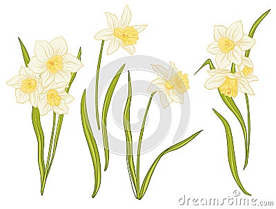 Narcissi flowers. Set of colored flowers. Vector Illustration