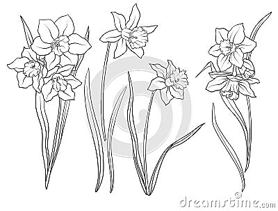 Narcissi flowers. Set of outline flowers. Vector Illustration