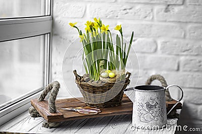 Narcissists stand on a wooden tray with handles from a beige. Spring daffodils stand in a woven basket on a white background. Stock Photo
