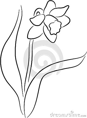 Narcissus Vector Illustration