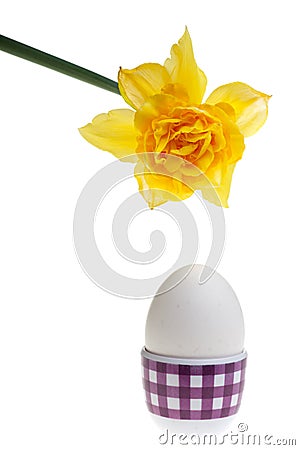 Narcissus Stock Photo